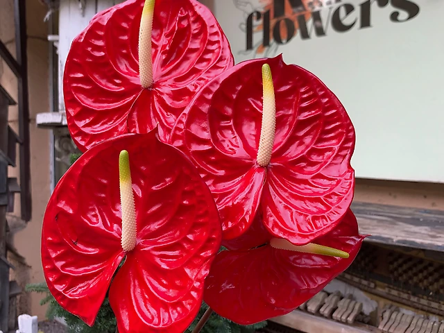 Антуріум червоний