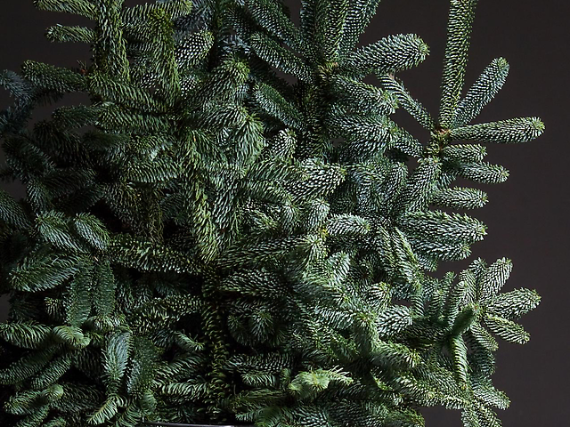 Данська ялинка нобіліс 🎄