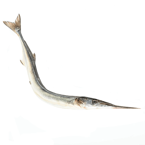 Сарган морський