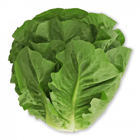 Салат Ромен шт